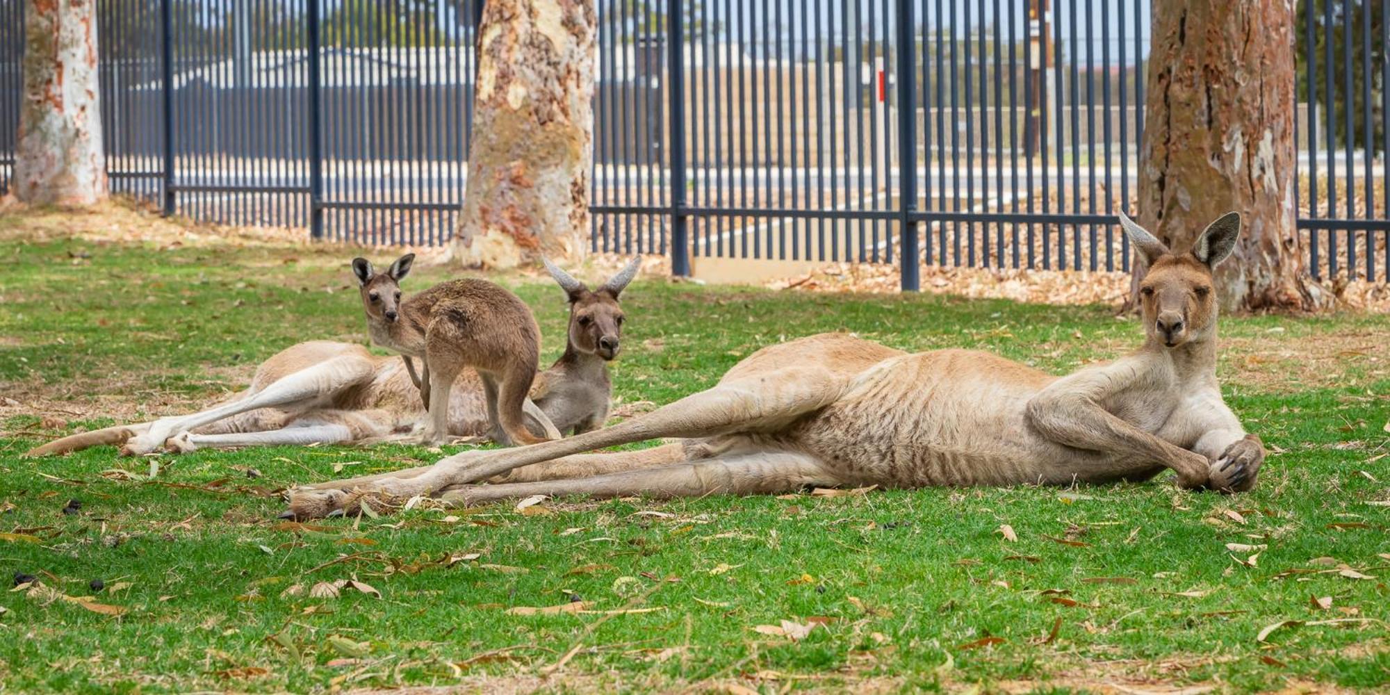 Kalbarri Tudor Holiday Park Eksteriør bilde